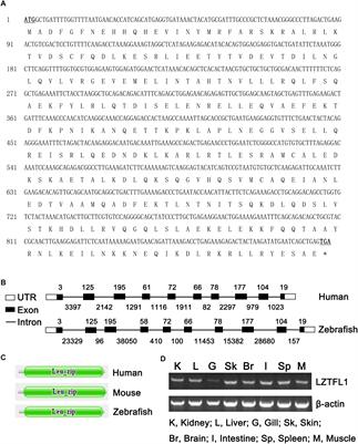Molecular Characterization and Functional Analysis of Leucine Zipper Transcription Factor Like 1 in Zebrafish (Danio rerio)